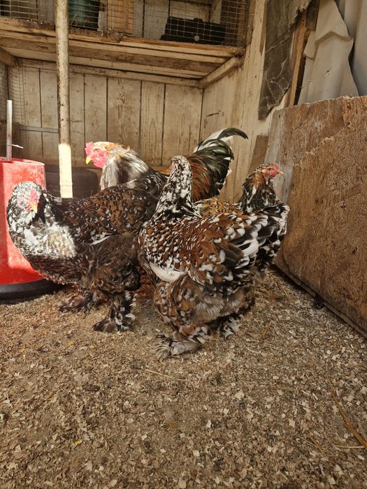 Păsări de rasa brahma cochinchina