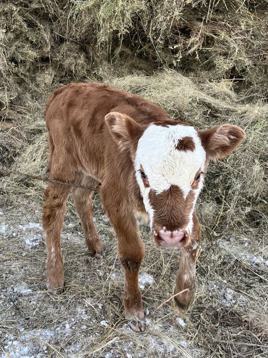 Бұзау, телёнок 10 кундик