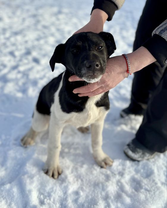 Отдадим щенят в добрые руки