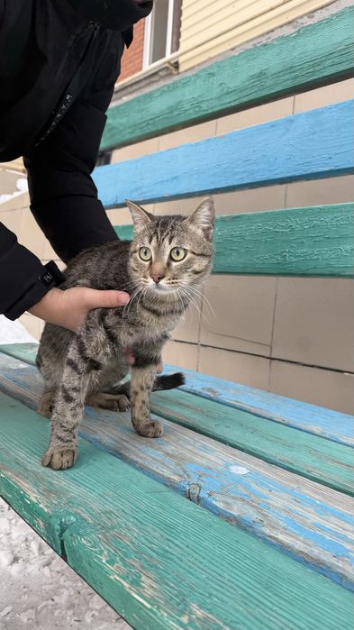 Кот в поисках дома