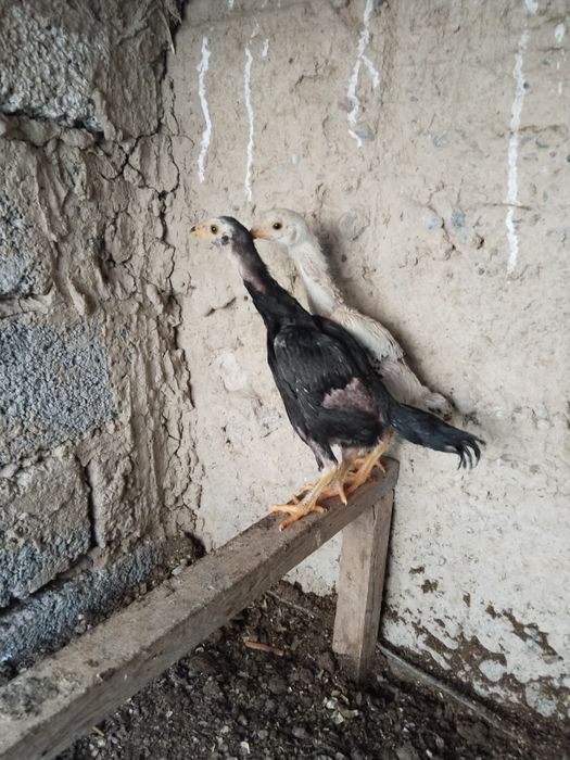 2 ta dakan joja yaponga karesdan chiqan toza narsala