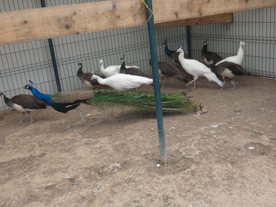 Păuni de vânzare