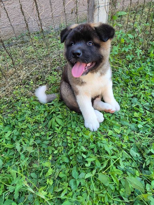Akita Amerikan Bistrița Năsăud