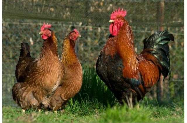 Инкубационное яйцо бройлера и несушки и других птиц