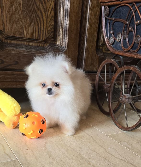 Мини Померан момче