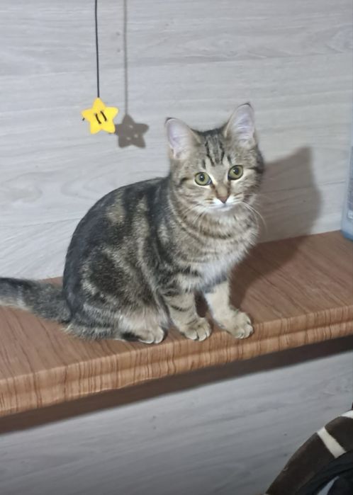 Котенок в любящую семью!