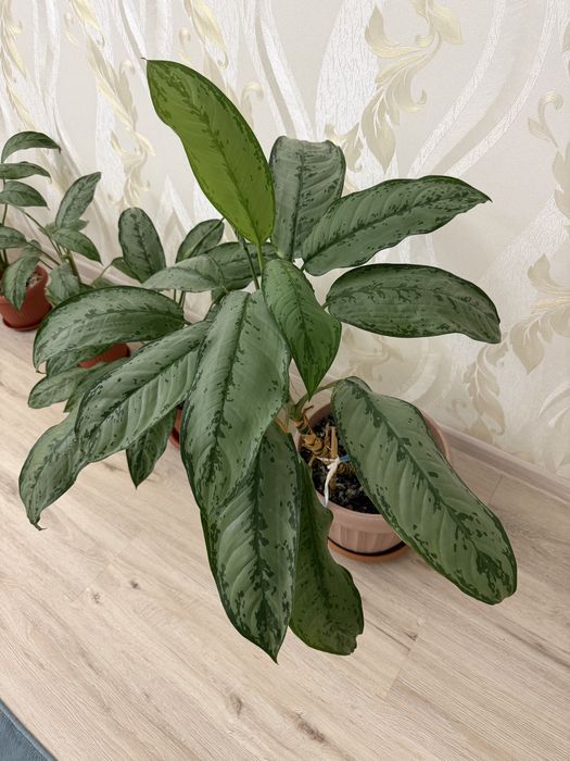 Комнатные растения