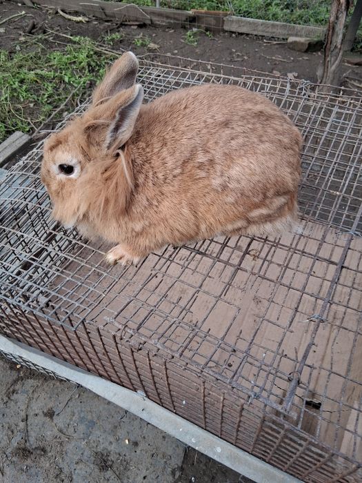 Iepuri pitici cap de leu și berbec german