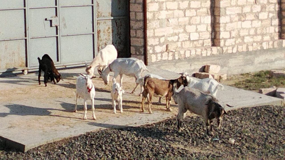 Ешкі сүтті  бар 500000