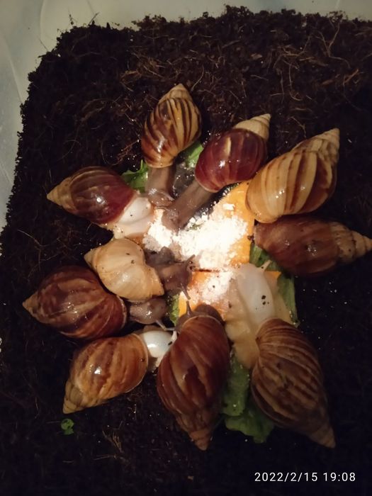 Улитки ахатины африканские