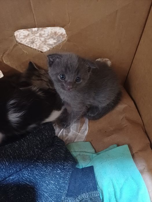 Отдам в добрые руки котят