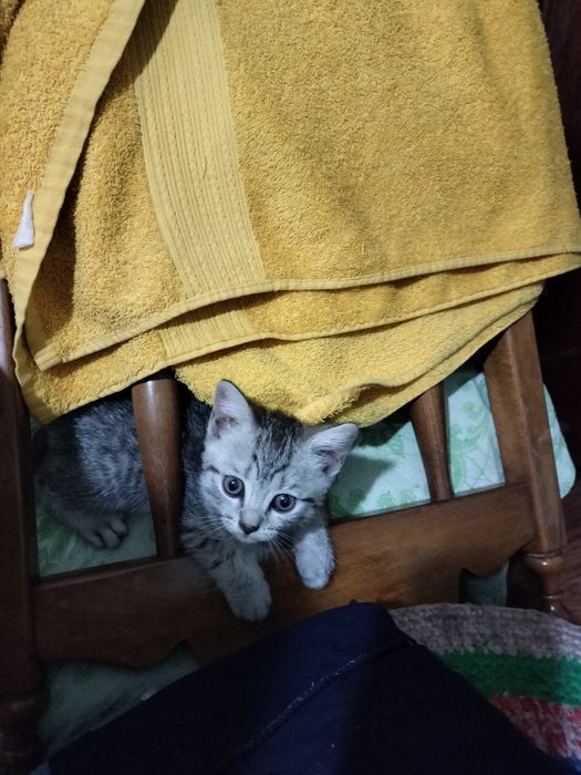 Скоттиш Страйт котенок
