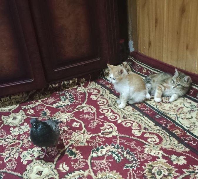 Mushuklar xadiyaga