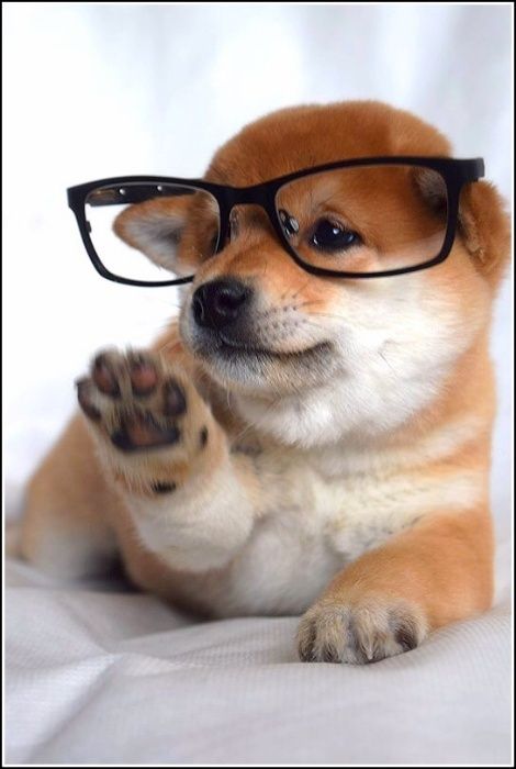 малыши сибы на продажу