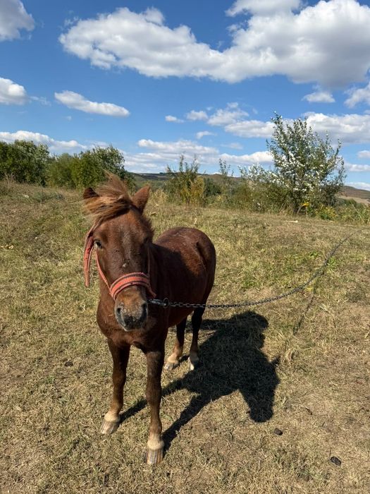 Ponei de vânzare