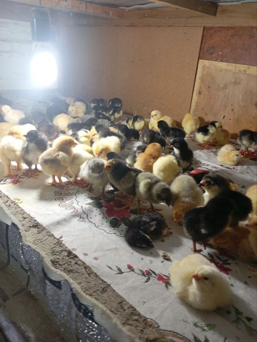 Jujalar sotiladi 3 kunlikdan 1 oylikkacha