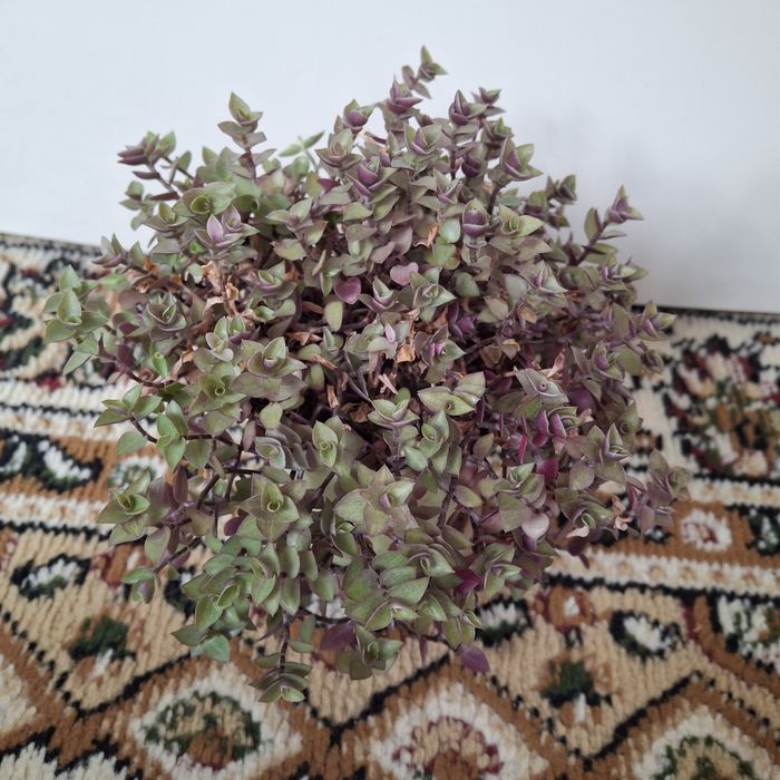 Продаются  комнатные цветы разных сортов сортов