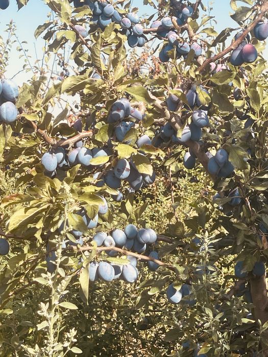 Prune stanley si anashpet