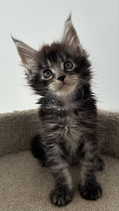 Мейн-Кун Продажа Питомник