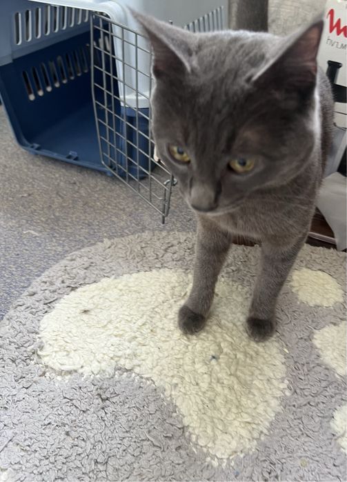 отдам в добрые руки