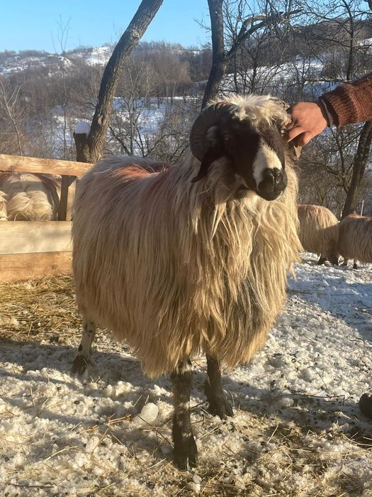 Vând   un berbec