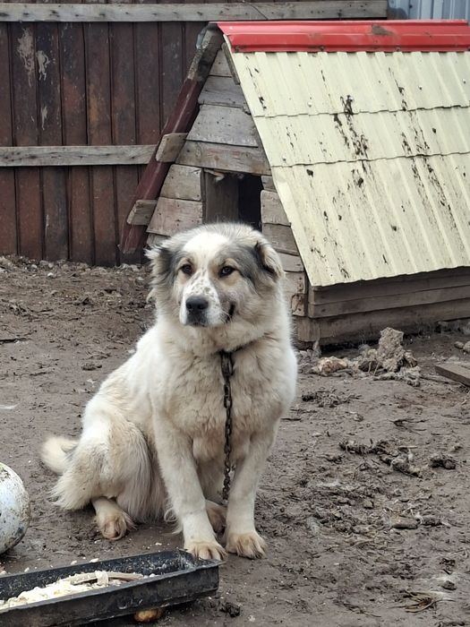 Продам алабая девочка