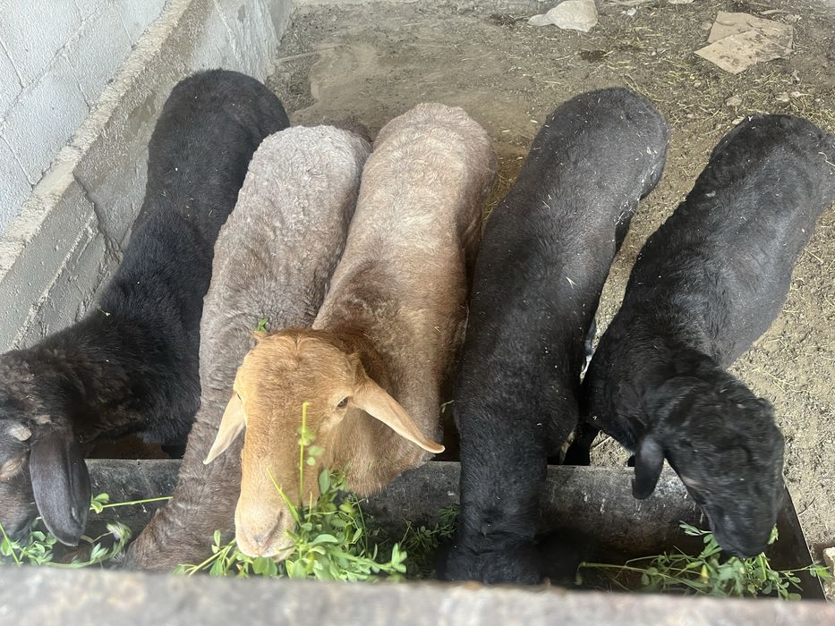 Кой, токты, кошкар
