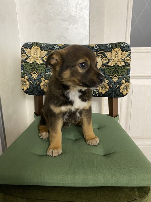 Щенок кобель  помесь