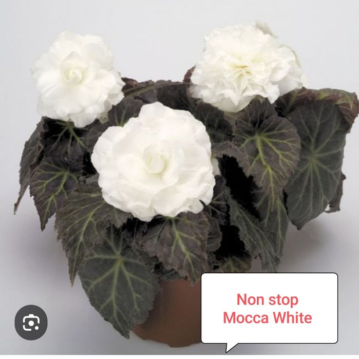 Бегония Нон стоп ( укоренённый черенок)