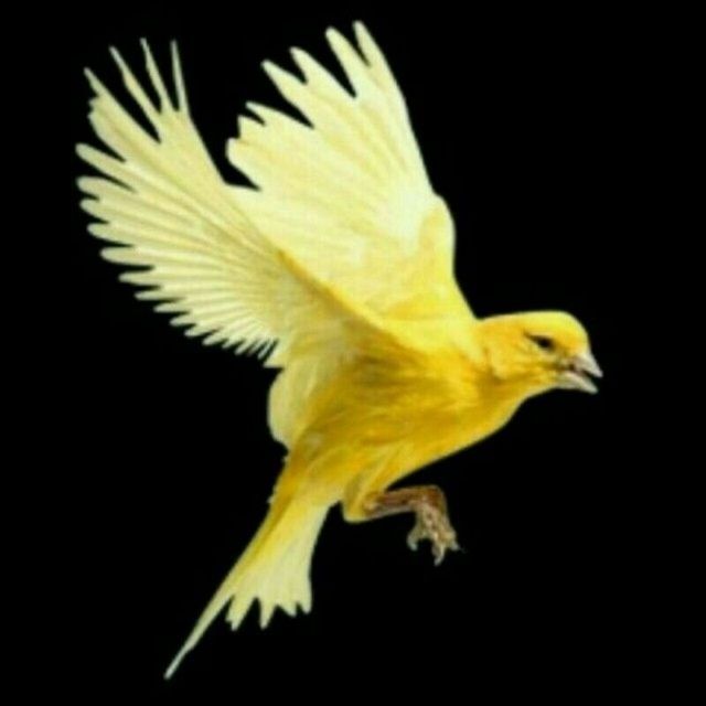 Канарка нар мода ва привазнойлар