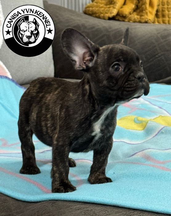 Femela buldog francez