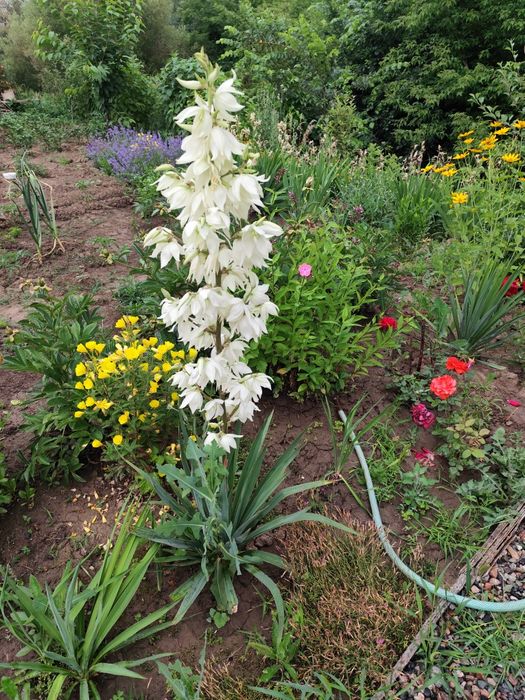 Цветы Юкка садовая