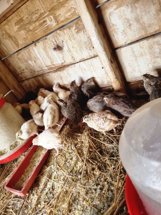 Se vând prepelite tinere și crescute natural