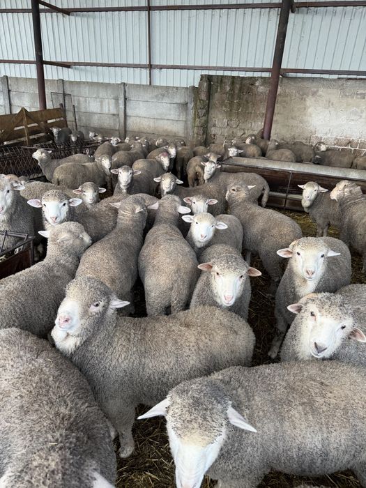 Mielute de prasila si berbecut Merinos