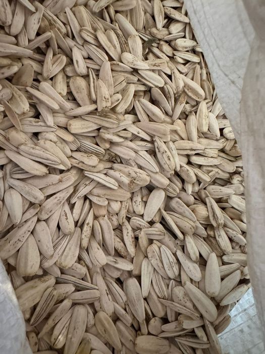 Продаются семечки