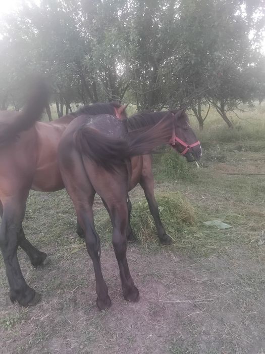 Vând manzi 2 ani si 1 an