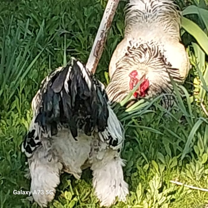 Брама хороз  ыа товукла светлый