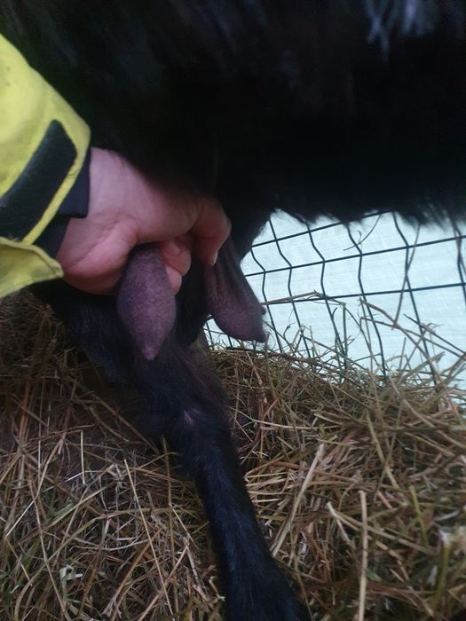 Carpatina gestanta 4 litri