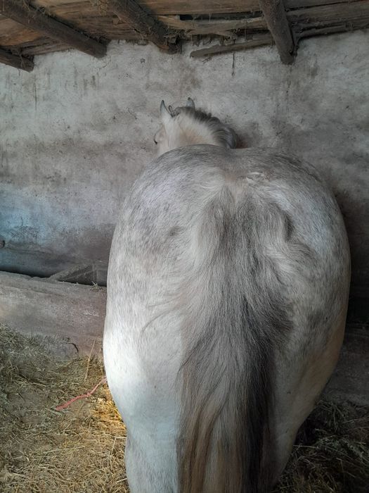 Vând Armăsar vârstă 8 ani