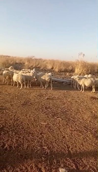 Қой     сатылады