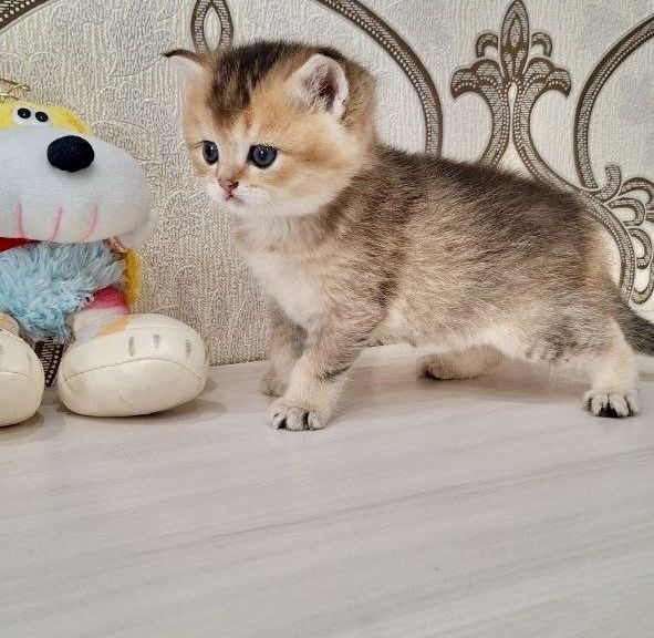 Британские котята золотые шиншиллы