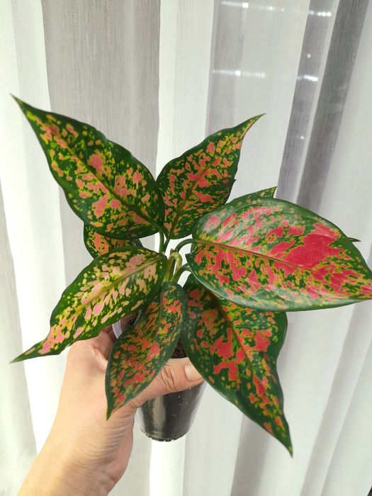 Продам Аглаонема Ред Руби