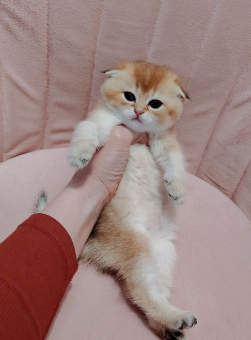 Котята Вислаушки Золотые прямоушки