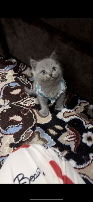 Скотиш страйт срочна сотилади киз бола 1 ярим ойлик