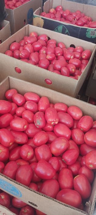 Rosii prunisoară