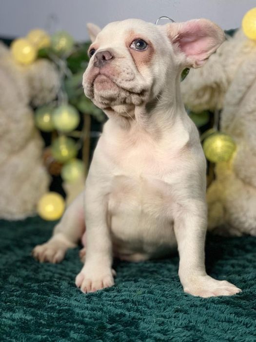 Bulldog francez platinum