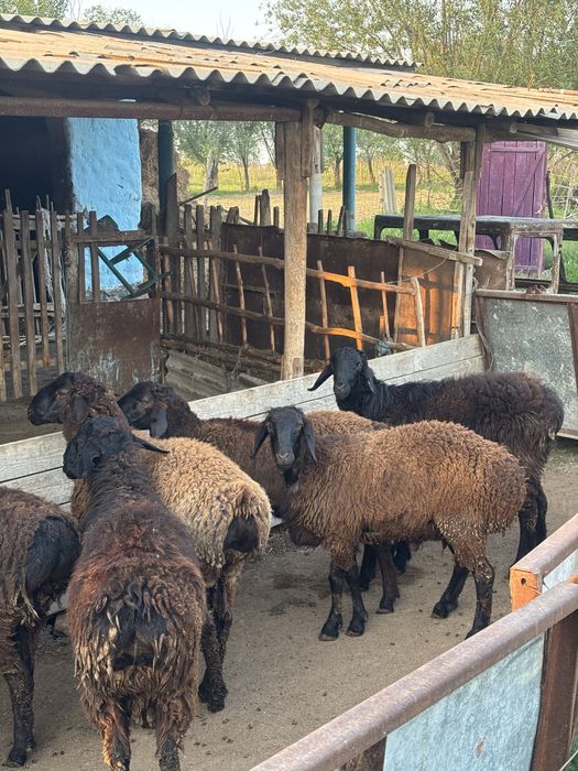 Продаеться бараны