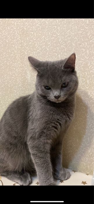 Отдам кота мальчика