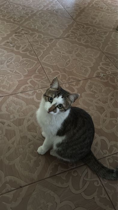 В добрые руки, стерилизована