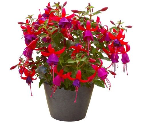 Продам комнатные цветы